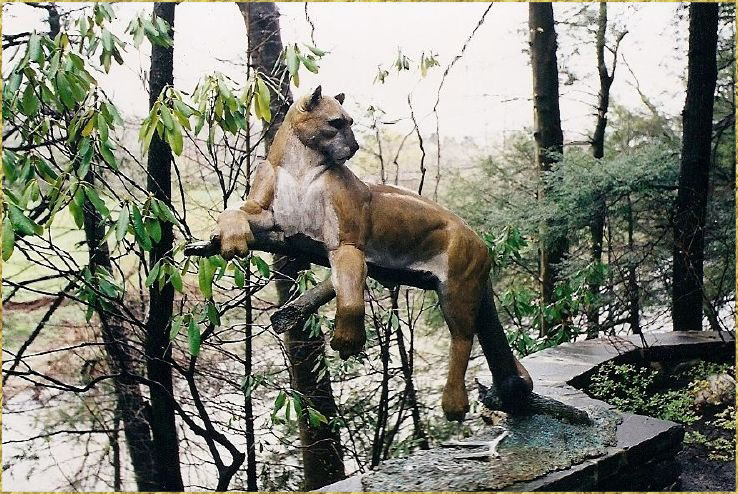 Mountain Lion